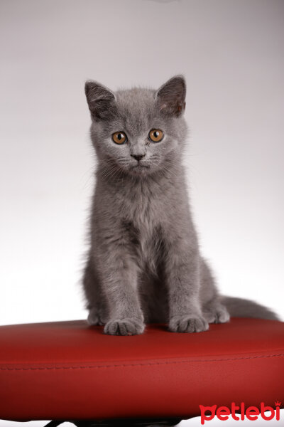 British Shorthair, Kedi  Casper fotoğrafı