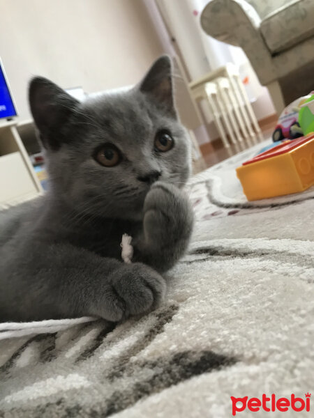 British Shorthair, Kedi  Casper fotoğrafı