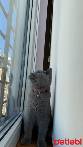 British Shorthair, Kedi  Casper fotoğrafı