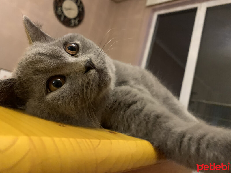 British Shorthair, Kedi  Casper fotoğrafı