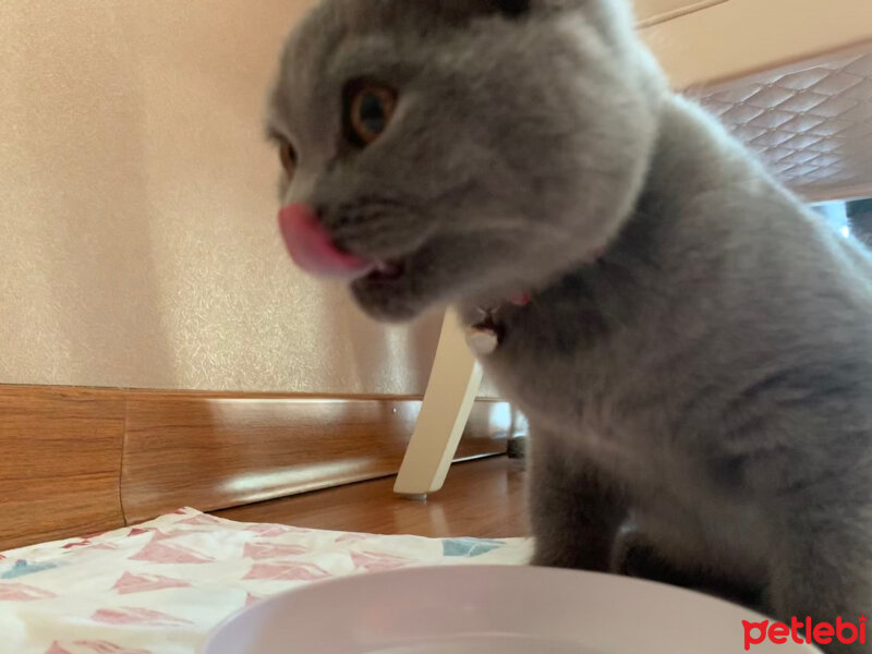 British Shorthair, Kedi  Casper fotoğrafı