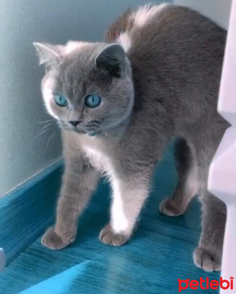 British Shorthair, Kedi  Casper fotoğrafı