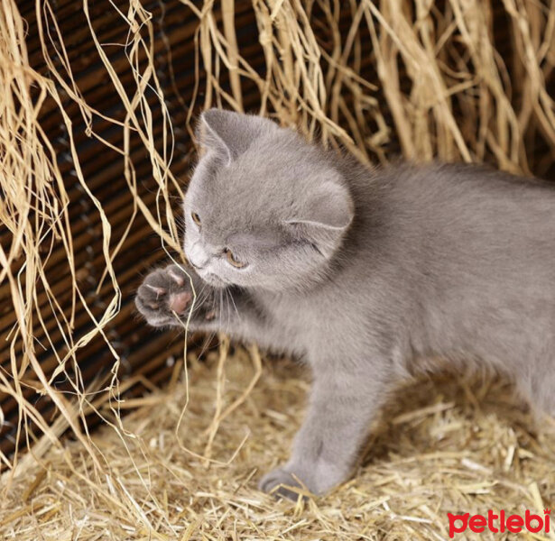 British Shorthair, Kedi  Casper fotoğrafı