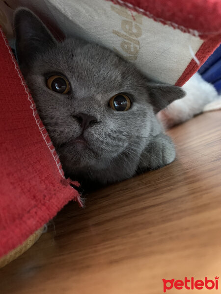 British Shorthair, Kedi  Casper fotoğrafı