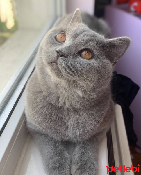 British Shorthair, Kedi  Casper fotoğrafı