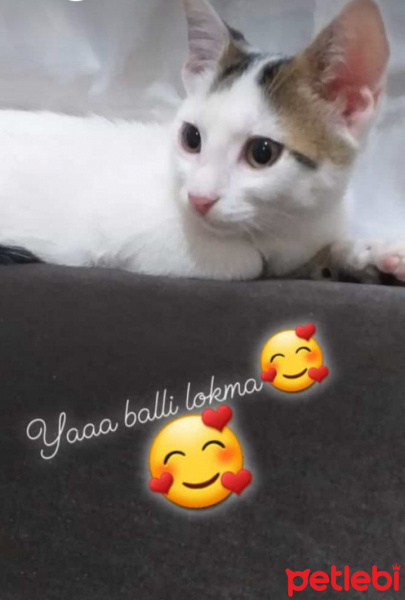 Tekir Kedi, Kedi  Pars fotoğrafı