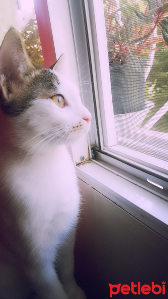 Van Kedisi, Kedi  Benli ayse fotoğrafı