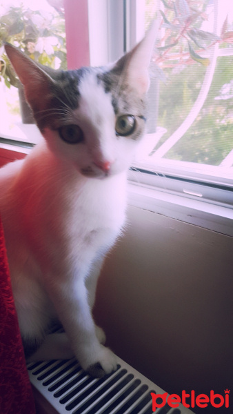 Van Kedisi, Kedi  Benli ayse fotoğrafı