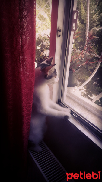 Van Kedisi, Kedi  Benli ayse fotoğrafı