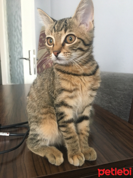 Tekir Kedi, Kedi  Elizabeth fotoğrafı