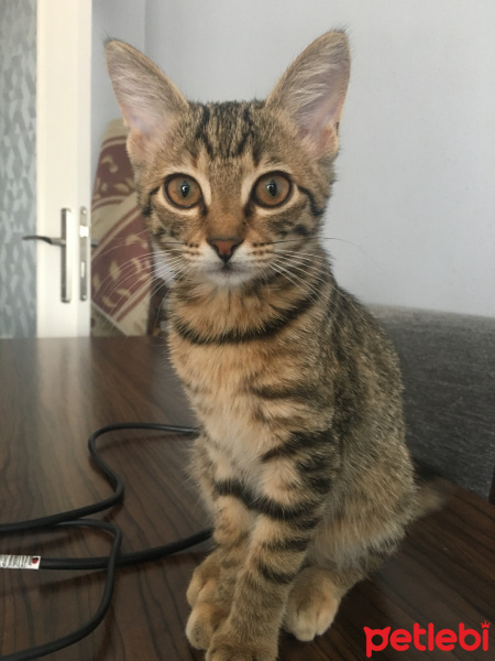 Tekir Kedi, Kedi  Elizabeth fotoğrafı