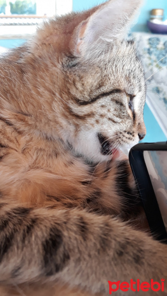 Tekir Kedi, Kedi  Sultan kız fotoğrafı