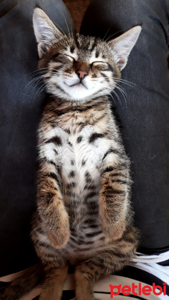 Tekir Kedi, Kedi  Avcı fotoğrafı