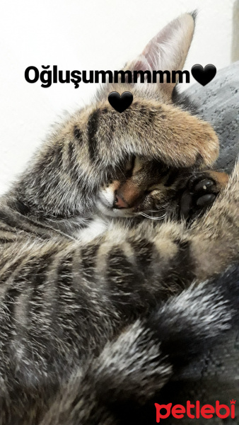 Tekir Kedi, Kedi  Avcı fotoğrafı