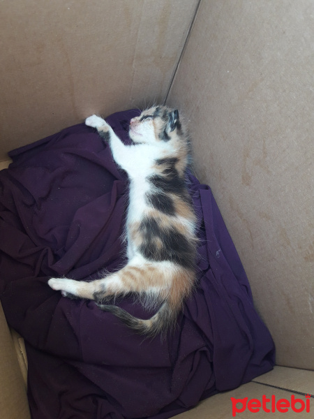 Sarman, Kedi  Bamin fotoğrafı