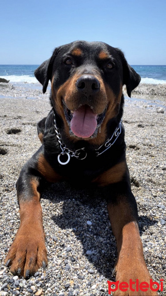 Rottweiler, Köpek  Venüs fotoğrafı