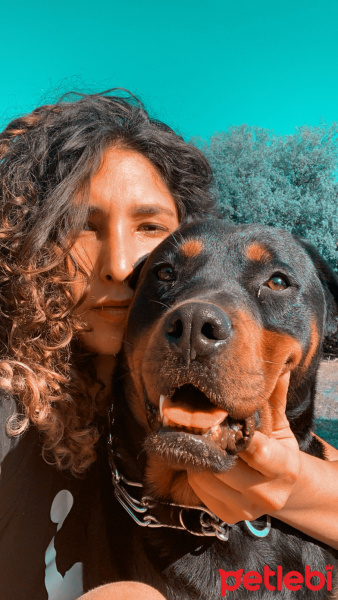 Rottweiler, Köpek  Venüs fotoğrafı