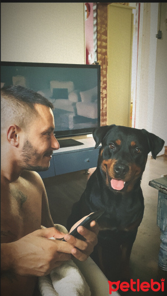 Rottweiler, Köpek  Venüs fotoğrafı