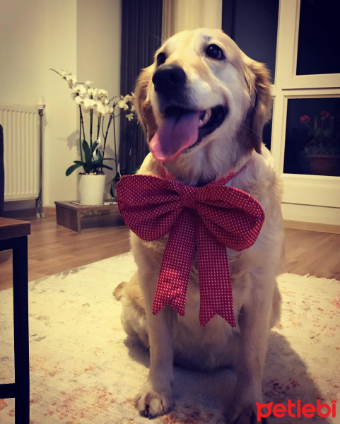 Golden Retriever, Köpek  Tarçın fotoğrafı
