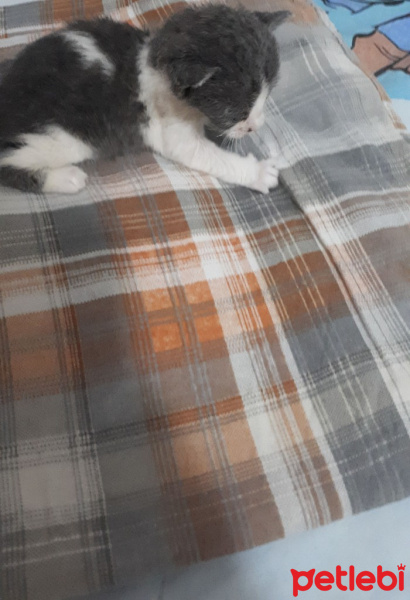 Tekir Kedi, Kedi  Balım fotoğrafı