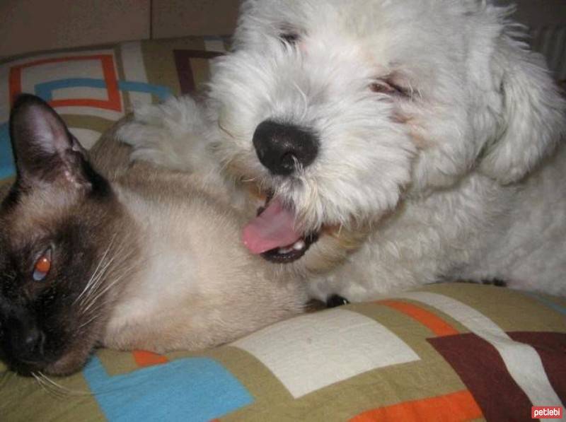 Maltese, Köpek  Bony fotoğrafı