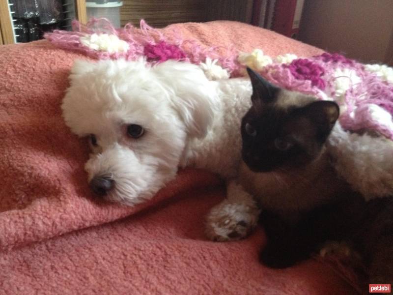 Maltese, Köpek  Bony fotoğrafı