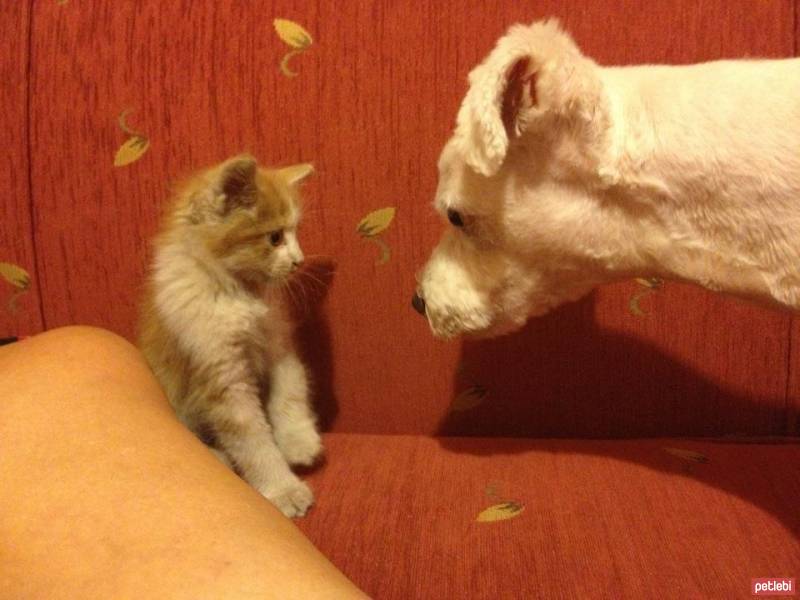 Maltese, Köpek  Bony fotoğrafı