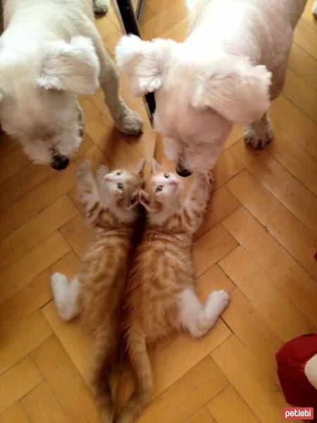 Maltese, Köpek  Bony fotoğrafı