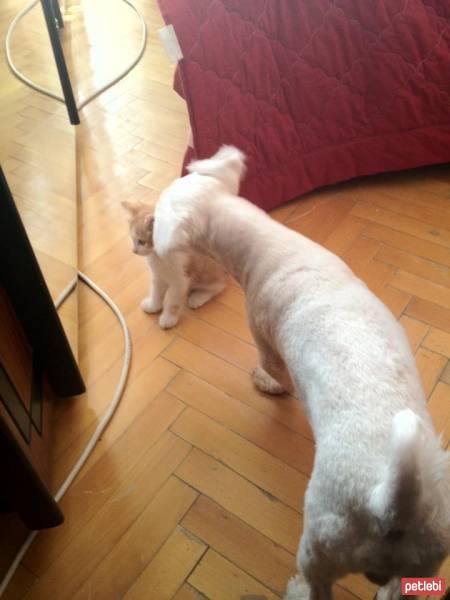 Maltese, Köpek  Bony fotoğrafı