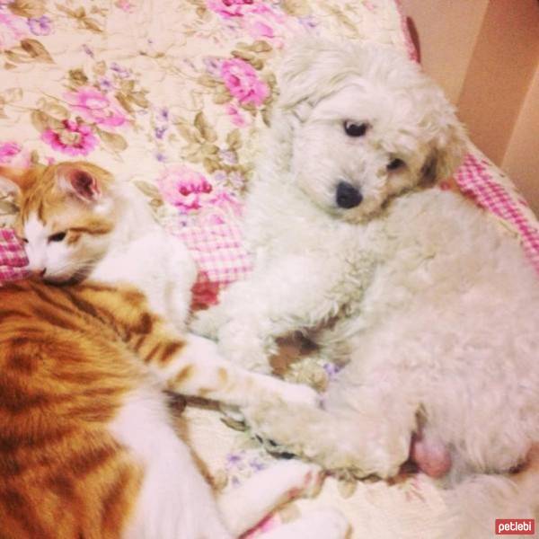 Maltese, Köpek  Bony fotoğrafı