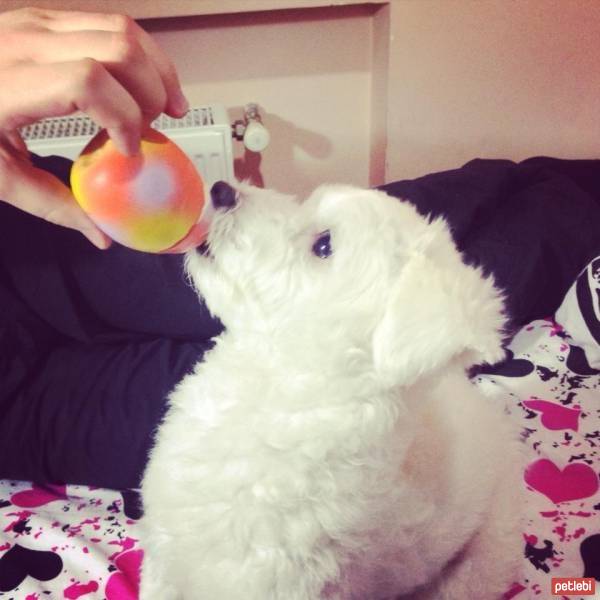 Maltese, Köpek  Bony fotoğrafı