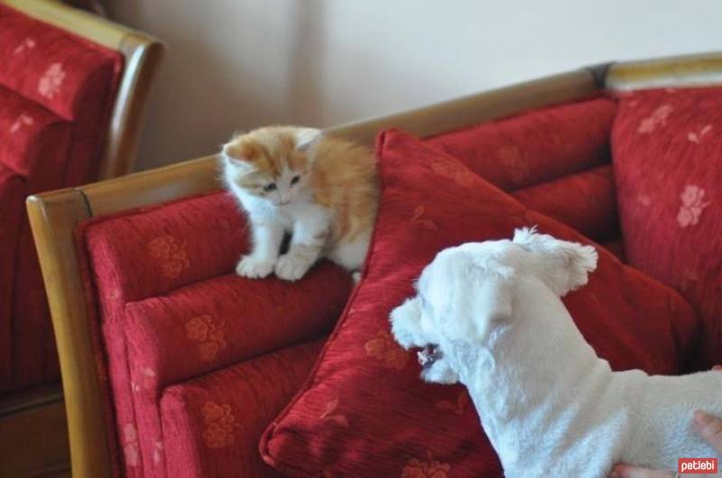 Maltese, Köpek  Bony fotoğrafı