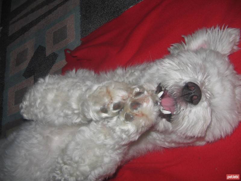 Maltese, Köpek  Bony fotoğrafı