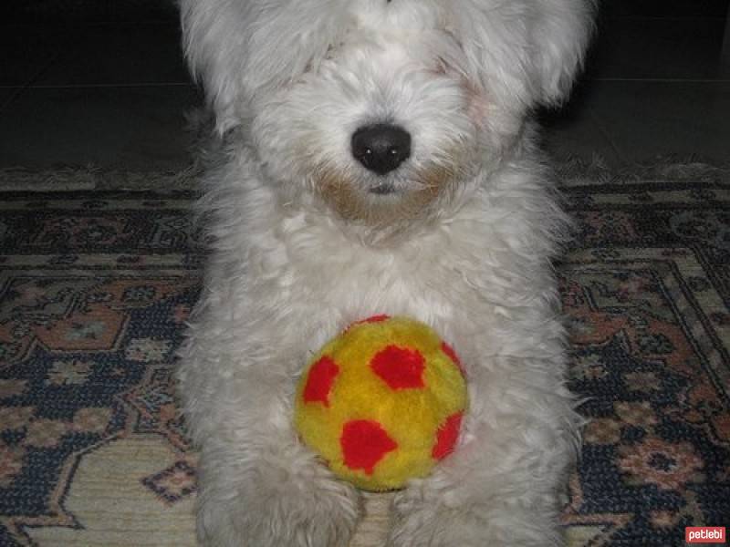 Maltese, Köpek  Bony fotoğrafı