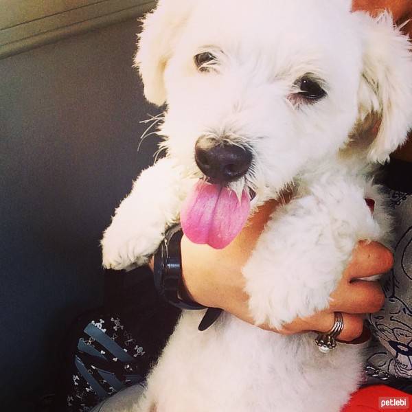 Maltese, Köpek  Bony fotoğrafı