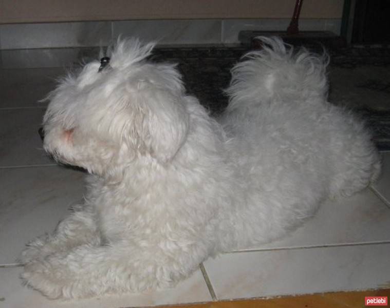 Maltese, Köpek  Bony fotoğrafı