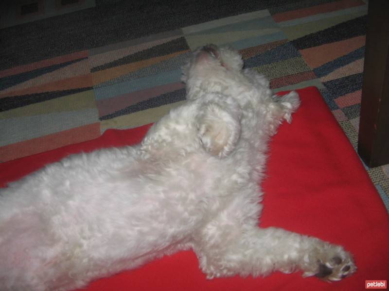Maltese, Köpek  Bony fotoğrafı