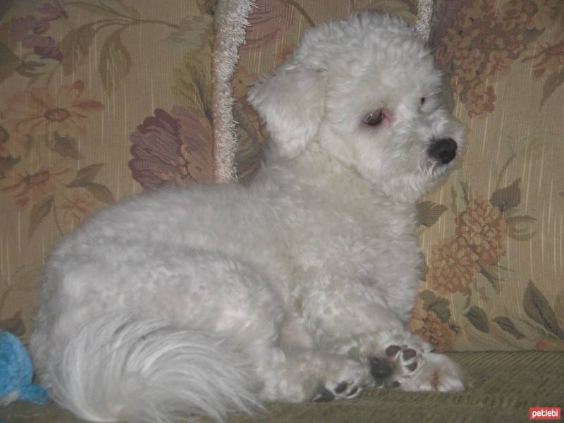 Maltese, Köpek  Bony fotoğrafı