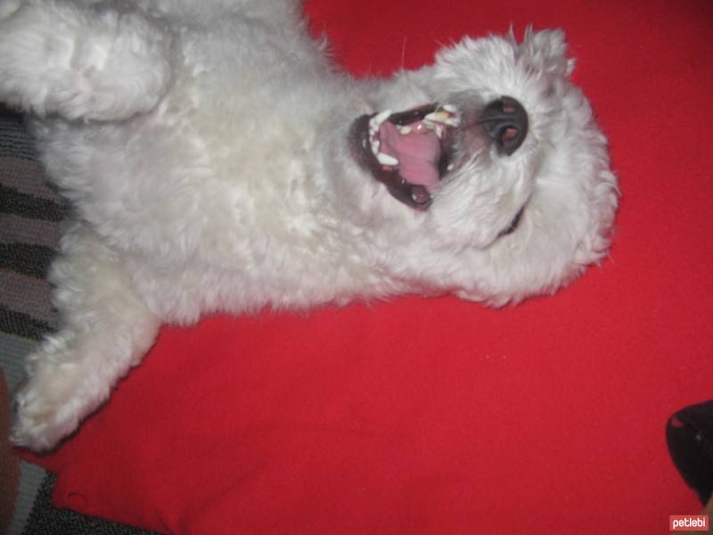 Maltese, Köpek  Bony fotoğrafı