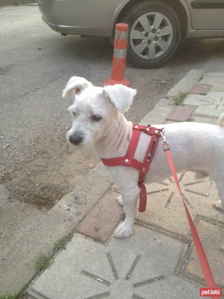 Maltese, Köpek  Bony fotoğrafı