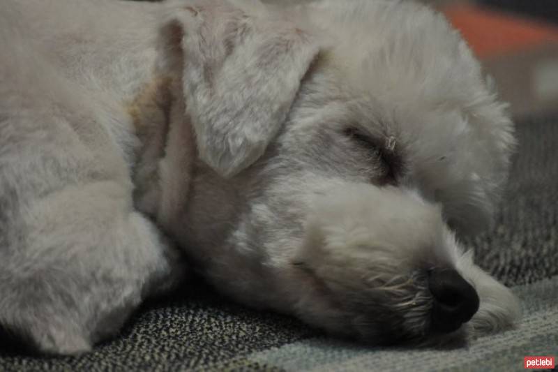 Maltese, Köpek  Bony fotoğrafı