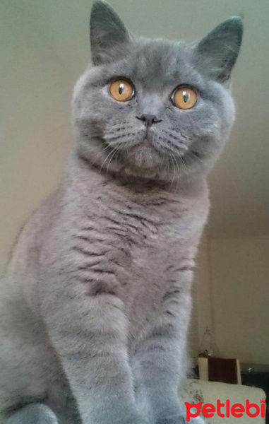 British Shorthair, Kedi  FİKRET fotoğrafı