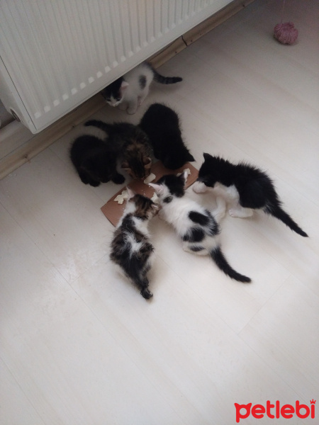 Tekir Kedi, Kedi  Karainci fotoğrafı