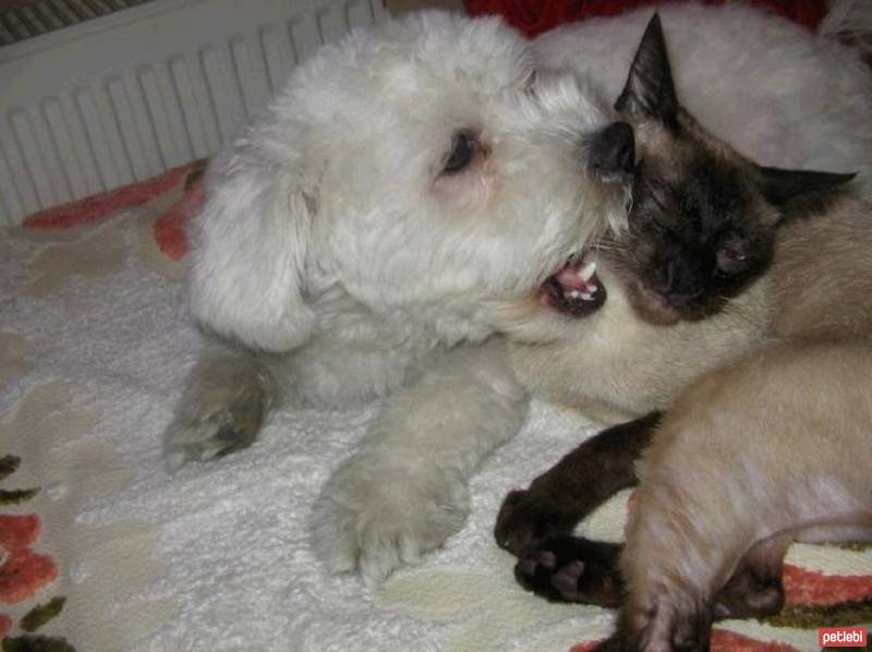 Siyam Kedisi, Kedi  Jolly fotoğrafı