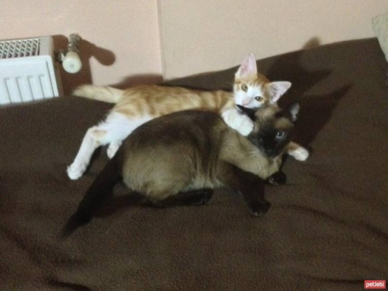 Siyam Kedisi, Kedi  Jolly fotoğrafı