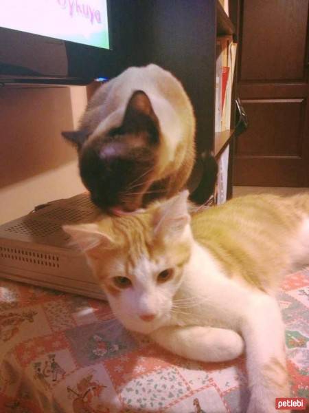 Siyam Kedisi, Kedi  Jolly fotoğrafı