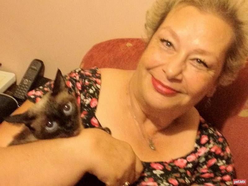 Siyam Kedisi, Kedi  Jolly fotoğrafı