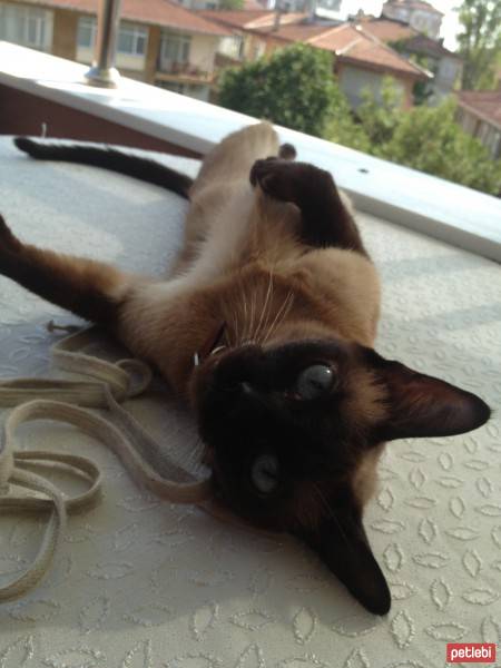 Siyam Kedisi, Kedi  Jolly fotoğrafı