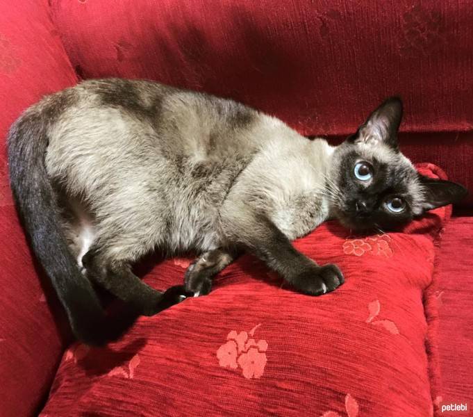Siyam Kedisi, Kedi  Jolly fotoğrafı
