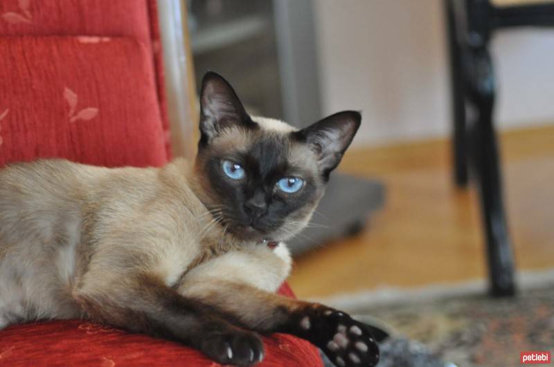 Siyam Kedisi, Kedi  Jolly fotoğrafı
